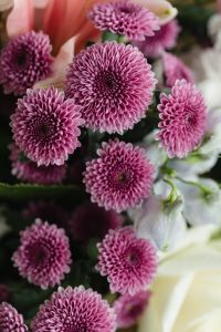 Kaboompics - Macro Purple Chrysanthemum Flowers with White Blossom Details