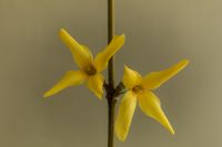 Kaboompics - Yellow Flowers Macro Detail