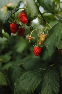 Kaboompics - Ripe Raspberries Growing in Garden