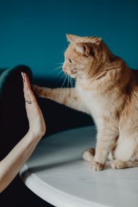 Kaboompics - Ginger Cat Reaching Toward a Person’s Hand in a Playful High-Five