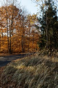 Kaboompics - Curved Forest Road with Dry Grass and Autumn Trees