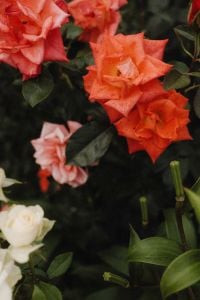 Kaboompics - Red Orange and White Garden Roses Close-Up