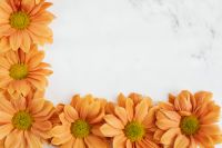 Kaboompics - Orange Chrysanthemums Framing a White Marble Background