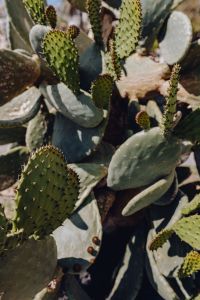 Kaboompics - Layered Prickly Pear Cactus Pads and Spiny Buds in a Sunny Garden