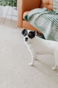 Kaboompics - Small Dog Sitting on Rug Beside Green Sofa Throw