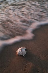 Kaboompics - Seashell on Wet Sand with a Passing Wave