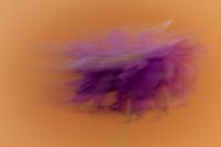 Kaboompics - Purple Flower Motion Blur on Orange Background