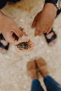 Dry dead crab at the beach