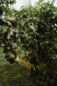 Kaboompics - Nature's Charm: Colors and Shapes of the Garden