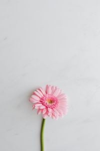 Kaboompics - Pink Gerbera Background