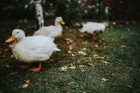 Kaboompics - White ducks on the grass