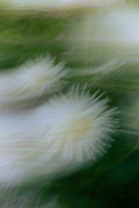 Kaboompics - Wispy White Blossoms in a Light Botanical Background