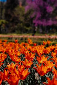 Kaboompics - Orange Tulips Creating a Warm Floral Background