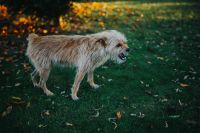 Kaboompics - Dog in an autumn garden