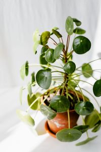 Pilea peperomioides, money plant