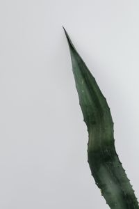 Kaboompics - Textured Agave Leaf Close-Up With Minimal Architectural Shadows