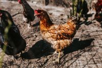 Kaboompics - Brown Hen Walking with a Black Chicken in the Farmyard