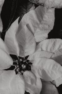 Kaboompics - Black and White Poinsettia Flower Close Up