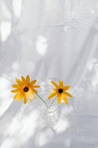 Kaboompics - Two Yellow Rudbeckia Flowers in Bubble Glass Vase on White Fabric