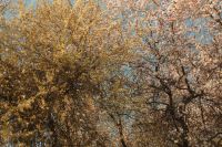 Kaboompics - Pink and Yellow Flowering Trees beneath a Blue Sky