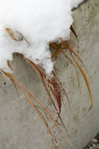 Kaboompics - Snow-Covered Grasses Along a Textured Concrete Wall, Winter Garden Background