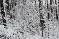 Kaboompics - Snow-covered Trees