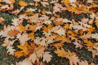 Kaboompics - Autumn leaves