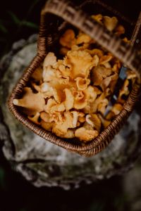 Kaboompics - Close Up Basket Of Chanterelle Mushrooms In Woods