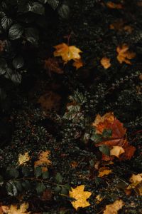 Kaboompics - Colorful Fallen Maple Leaves Among Dark Green Groundcover