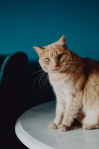 Kaboompics - Ginger Cat Sitting Upright on a White Table in a Teal-Toned Room