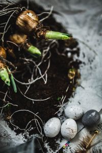 Woman planting seedlings on a newspaper covered table with quail eggs