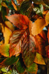 Kaboompics - Orange Leaves Hanging From a Branch in Autumn Light