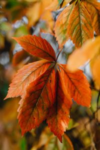 Kaboompics - Autumn Vine Leaves Against Rustic Tree Trunks