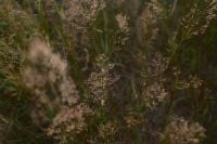 Kaboompics - Delicate Wild Grass Heads Against a Dark Meadow Background