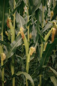 Kaboompics - Rows Of Fresh Maize Plants
