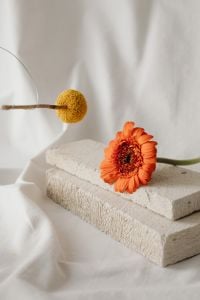 Kaboompics - Minimal Floral Composition with White Fabric Folds