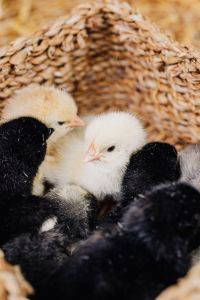 Kaboompics - White and Gray Baby Chicks in a Woven Basket