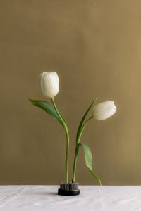Kaboompics - Two White Tulips in Floral Frog