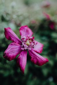Kaboompics - Blooming clematis "Niobe" in the garden
