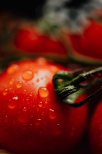 Kaboompics - Vertical Macro of Tomato Vine and Water Droplets