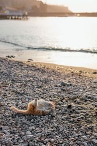 Kaboompics - Ginger Cat Resting on Pebbles by the Sea