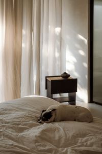 Kaboompics - Small Dog on Bed beside Black Sideboard and Ceramic Vase, Cozy Interior