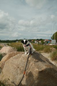 Kaboompics - Black and White Dog on a Coastal Rock by the Harbor