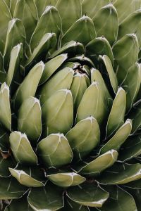 Kaboompics - Close-Up of a Green Agave Rosette with Pointed Leaves