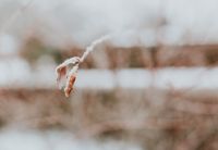 Kaboompics - Close-ups of snowy trees