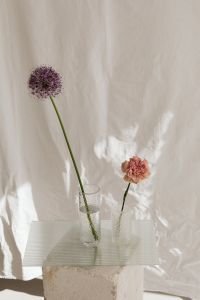 Kaboompics - Minimal Bloom Composition on Draped White Fabric