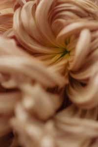 Kaboompics - Cream Flower Petals Spiral Macro