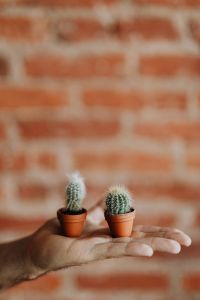 Kaboompics - Miniature cacti in clay pots