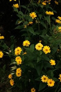 Yellow Garden Flowers and Black Eyed Susans in Moody Summer Light