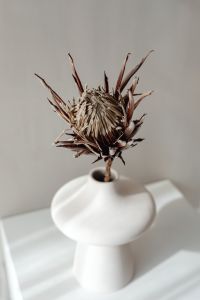 Kaboompics - Close-Up of Dried Protea in a White Sculptural Vase